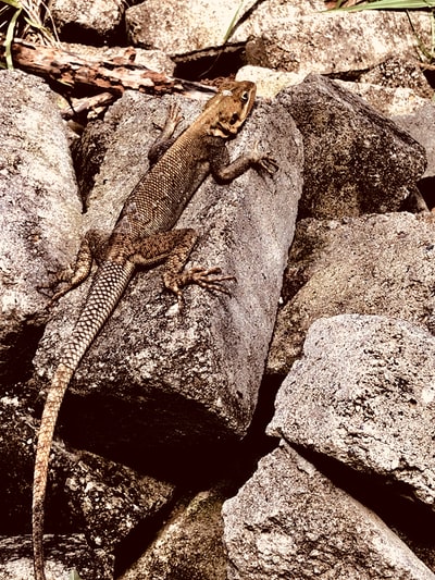 布朗蜥蜴在褐色的岩石上
